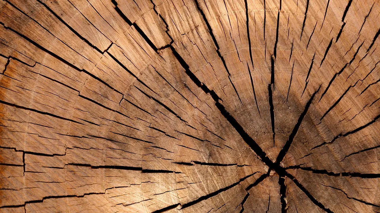 Coupe d'un tronc d'arbre, le cœur au centre et les cernes autour